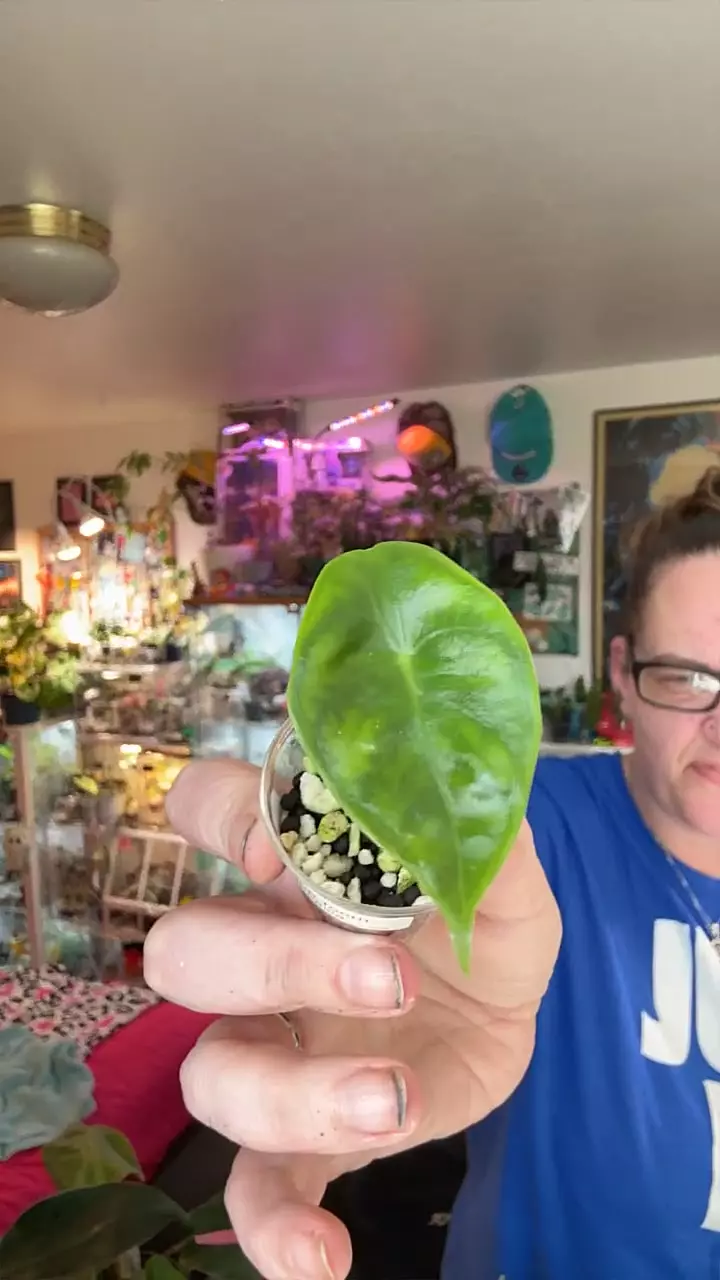 plant/Dragon tooth pup-0