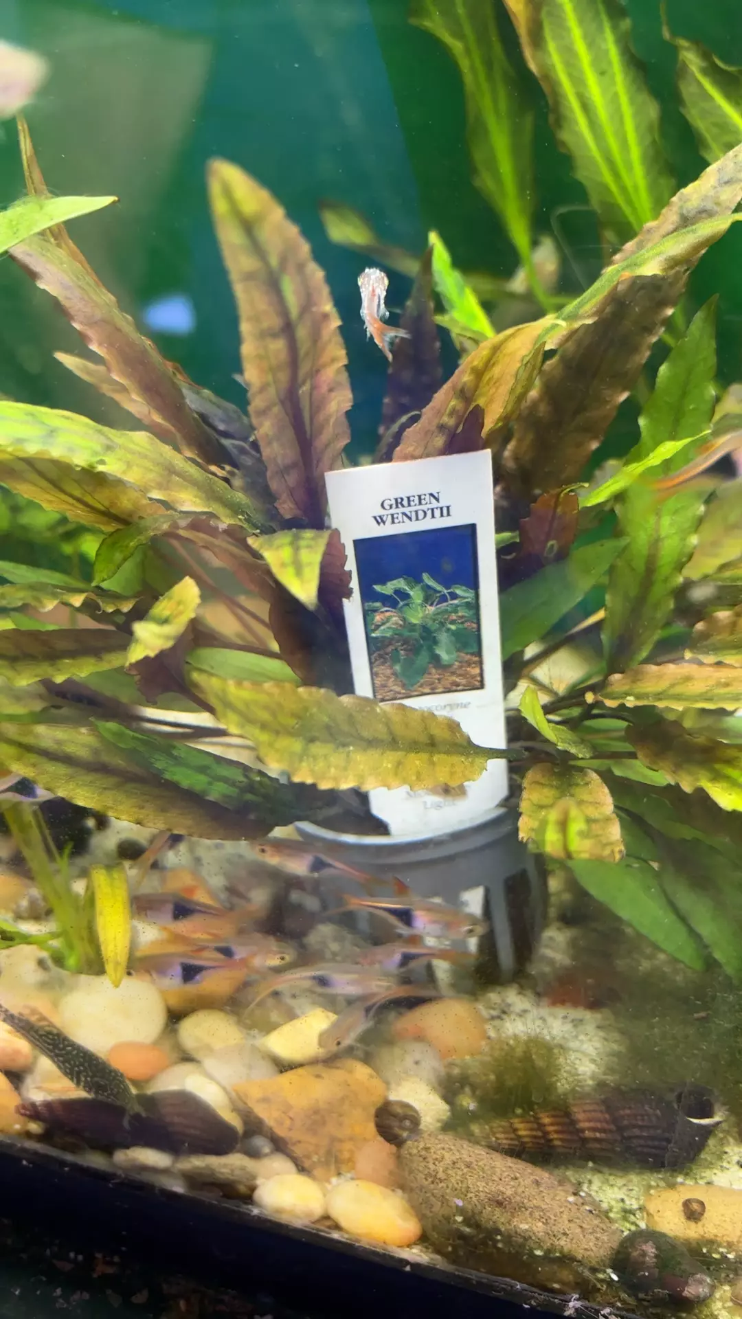 plant/Green wendth-0