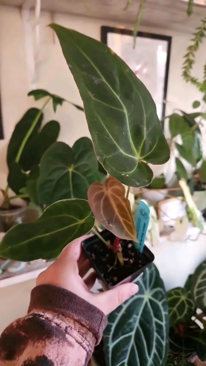 plant/stripey mag pap x crystal queen B3-0