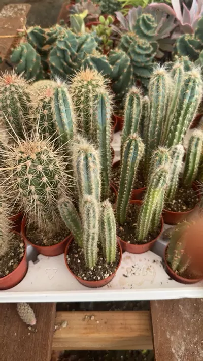 plant/pilo pachy-0-thumbnail