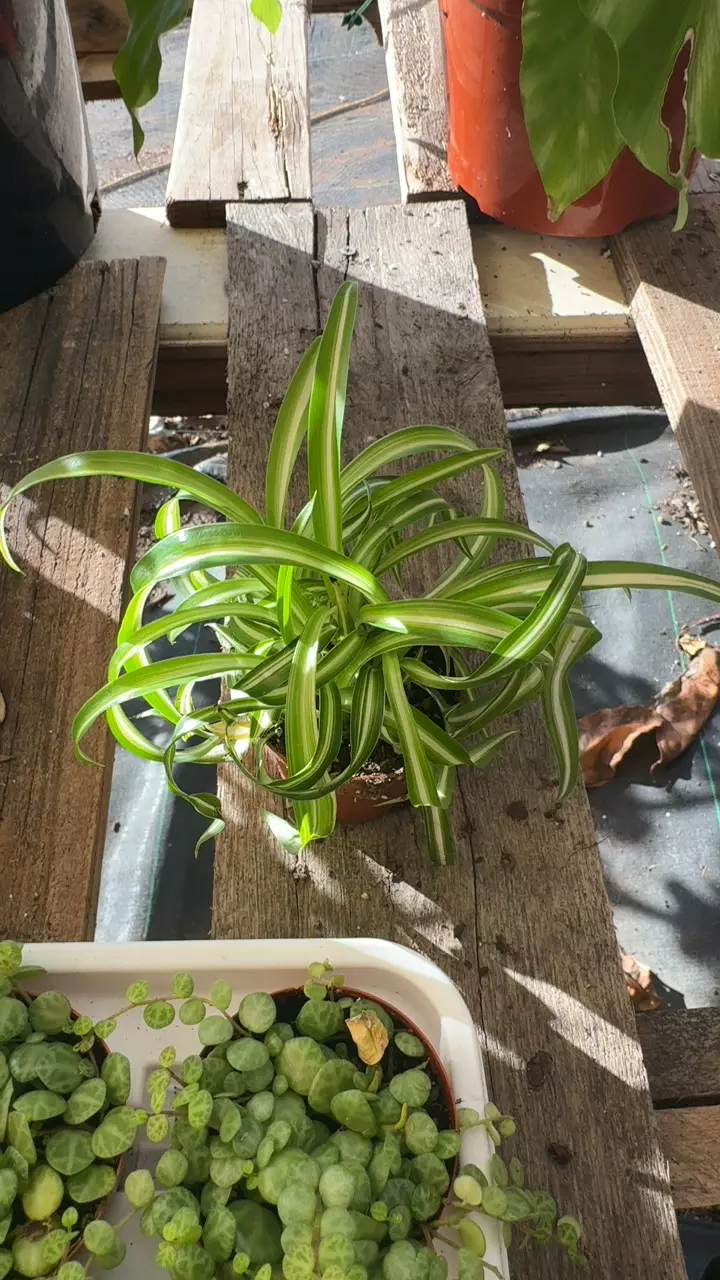 plant/bonnie spider plant-0
