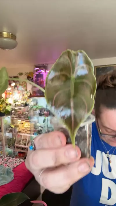 plant/Azlanii pup-0-thumbnail