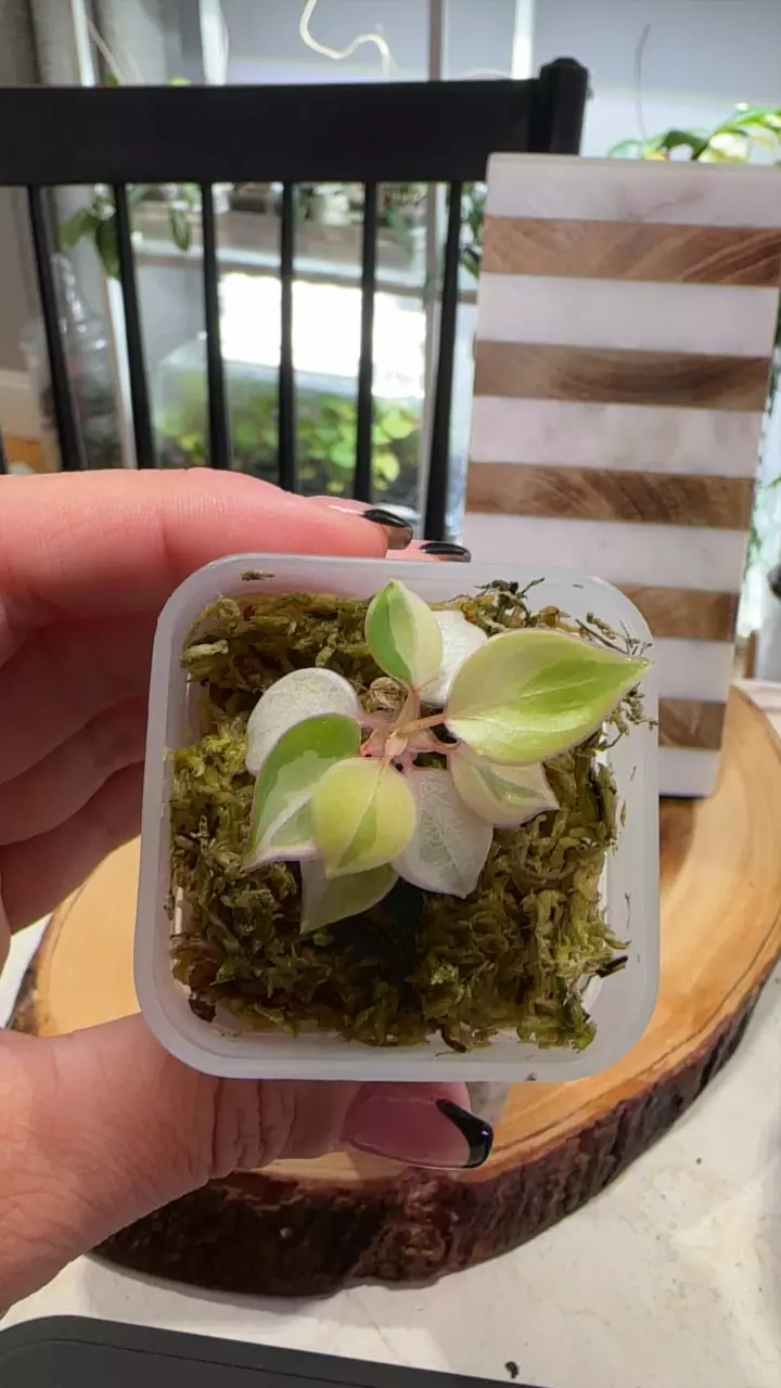 plant/Variegated Billie baby #182-0