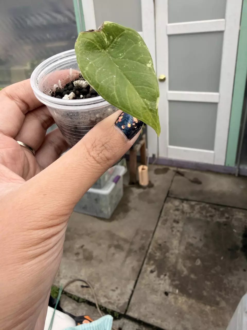 plant/Alocasia scalprum albo corm grown pup-0