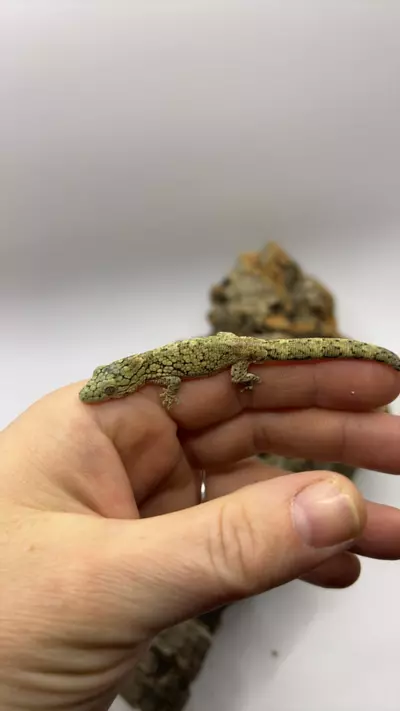 plant/Eury V MALE-0-thumbnail