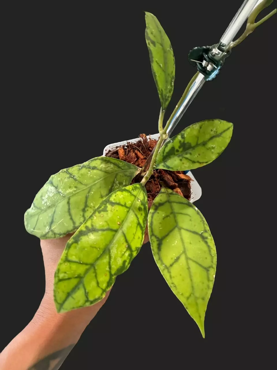 plant/Callistophylla black cat-1