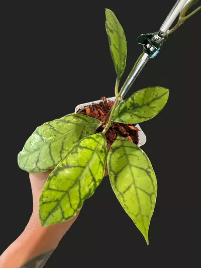 plant/Callistophylla black cat-1-thumbnail