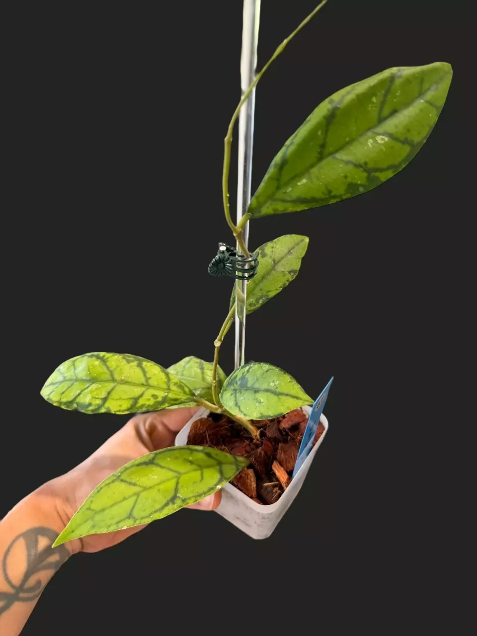 plant/Callistophylla black cat-0