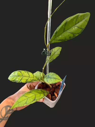 plant/Callistophylla black cat-0-thumbnail