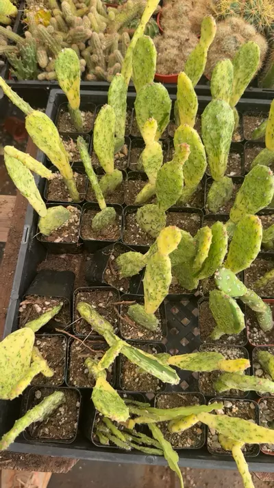 plant/opuntia sunburst-0-thumbnail