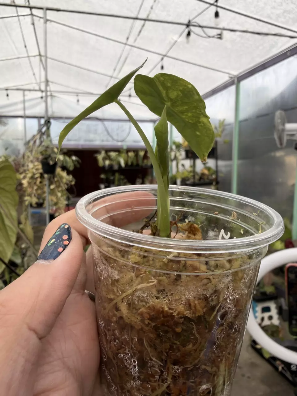 plant/alocasia poly aurea-1