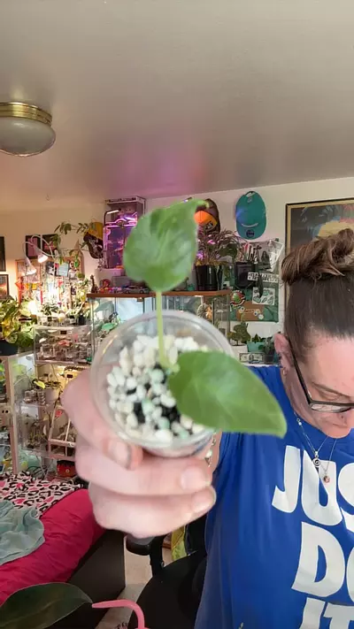 plant/Antoro velvet-0-thumbnail