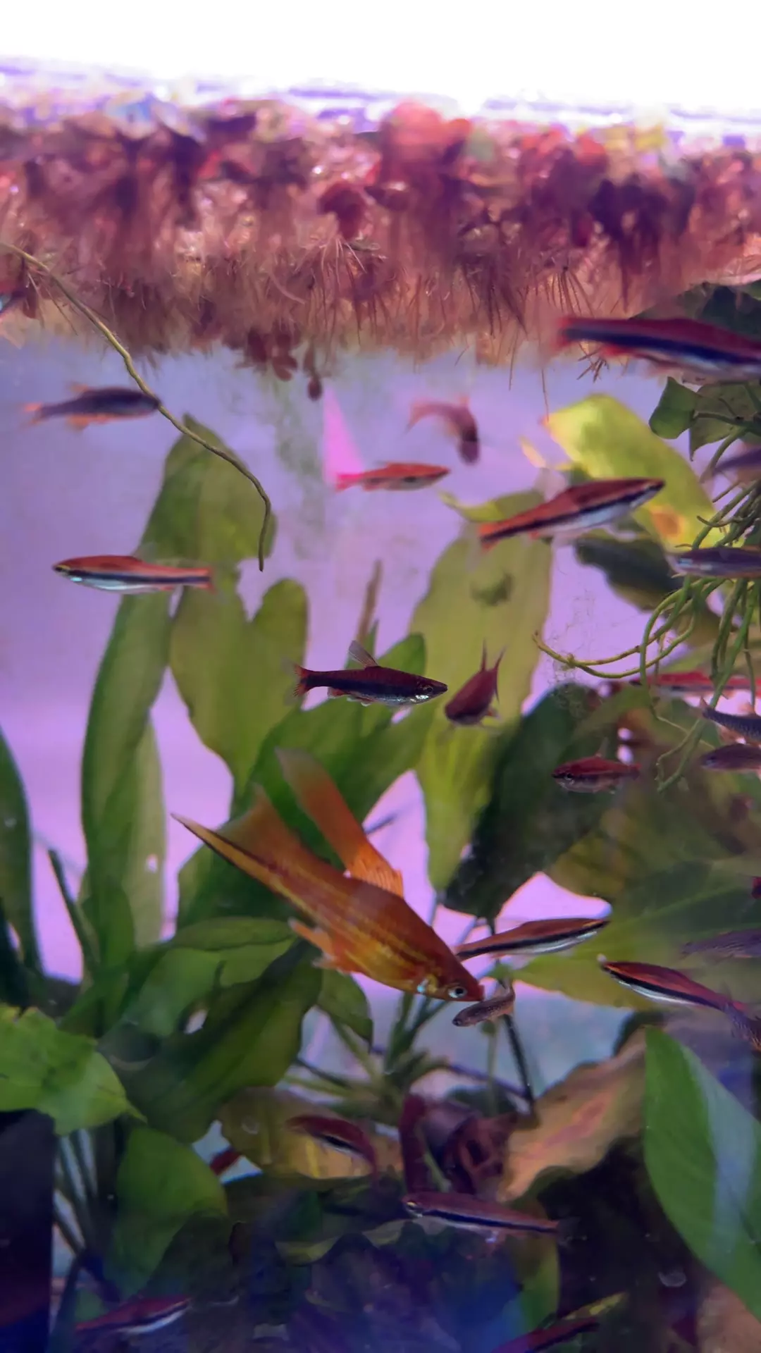 plant/red pencil x3-0