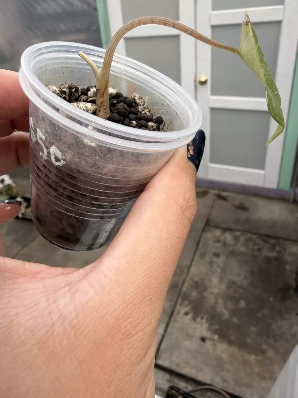 plant/Alocasia scalprum albo corm grown pup-1