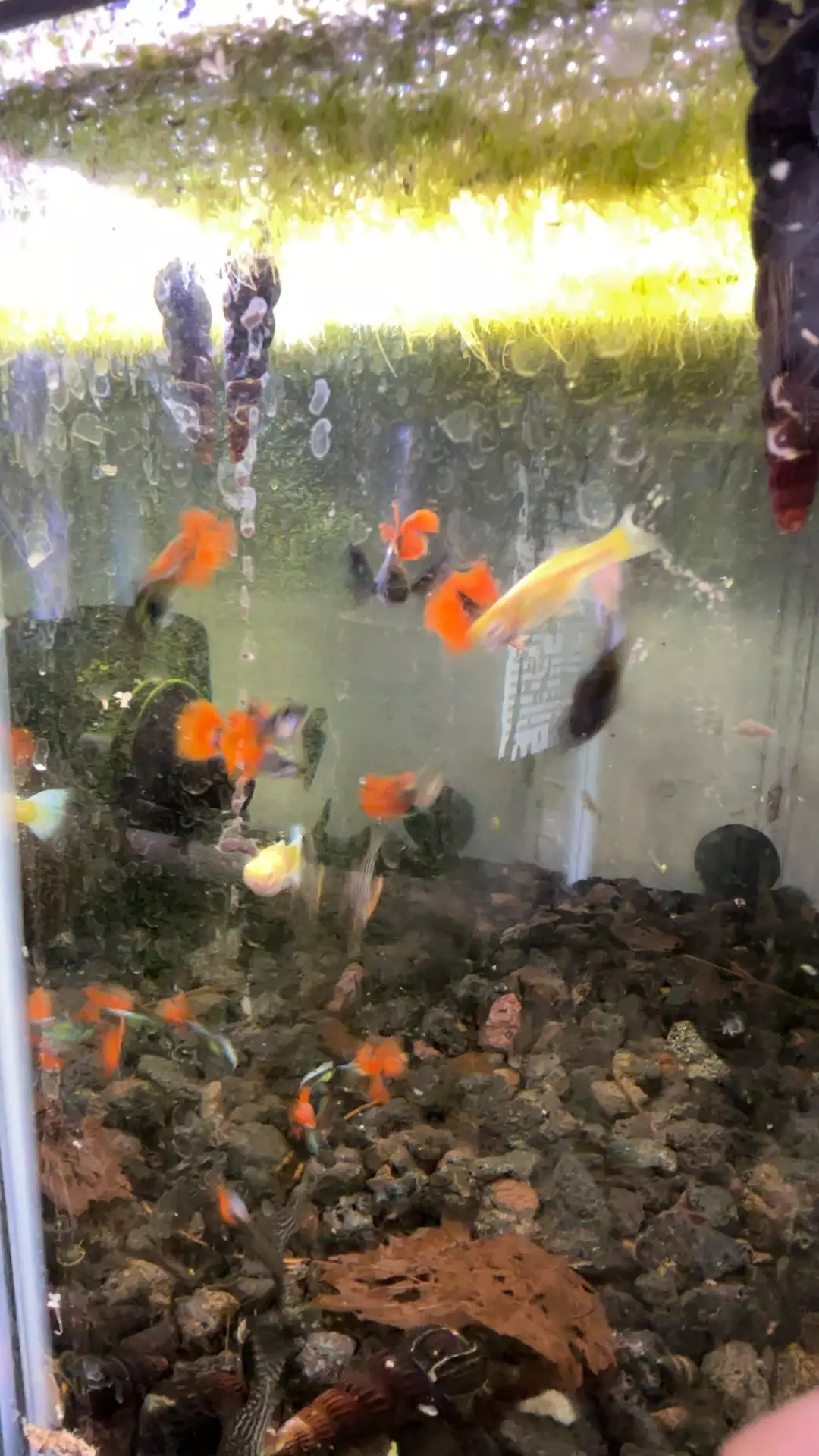 plant/black/red ear LongFin dumbo gulp trio-0