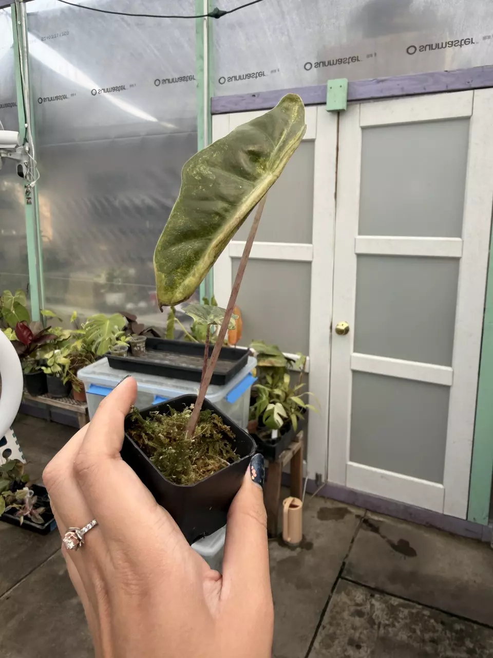 plant/pseudo sanderiana aurea corm grown-1