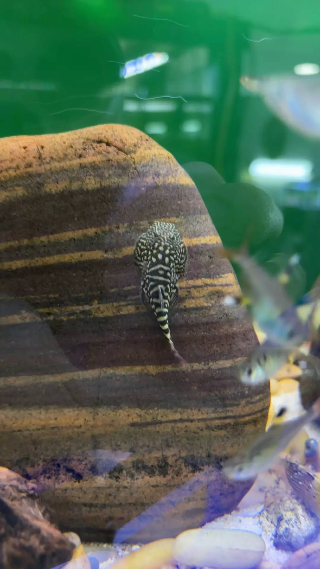 plant/red tail Borneo-0