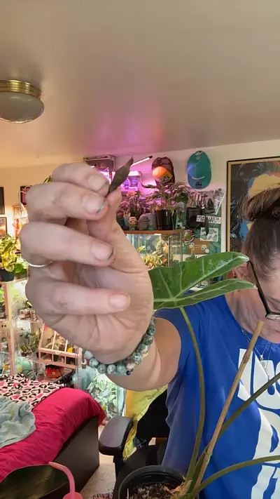 plant/Dragon tooth corm-0-thumbnail