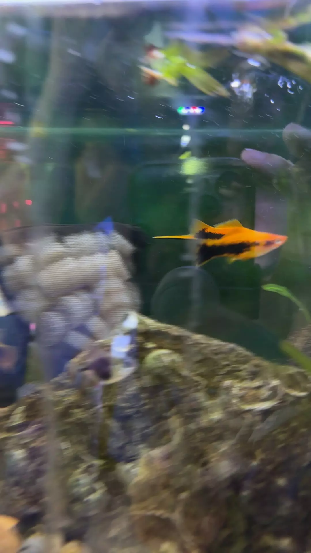 plant/Hamburg swordtail pair-0