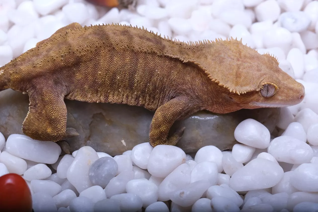 plant/Babylon - 45 grams proven female orange tiger by The Urban Reptiles-1