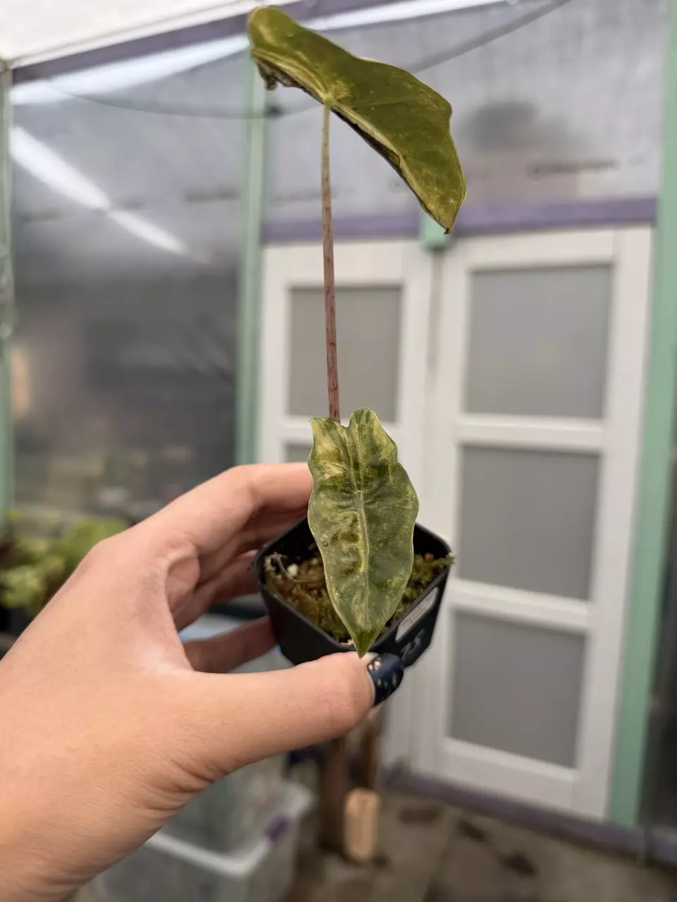 plant/pseudo sanderiana aurea corm grown-0