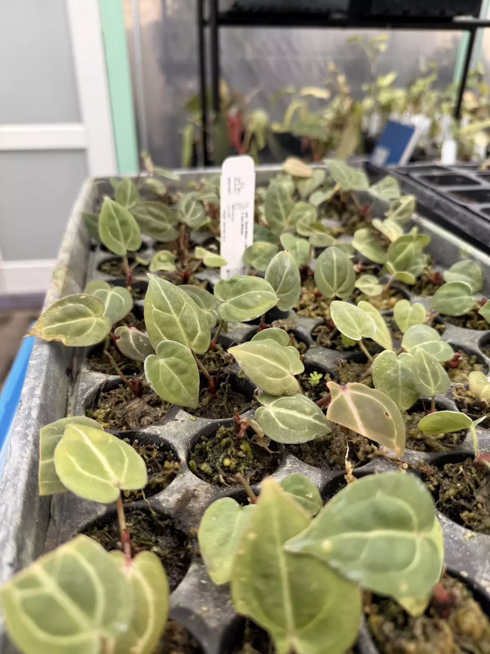 plant/black widow Michelle x Zara Michelle seedling-0