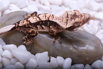 plant/SPFR08 - Pores 13.8 g out of Sparkle x FREZZA-1-thumbnail