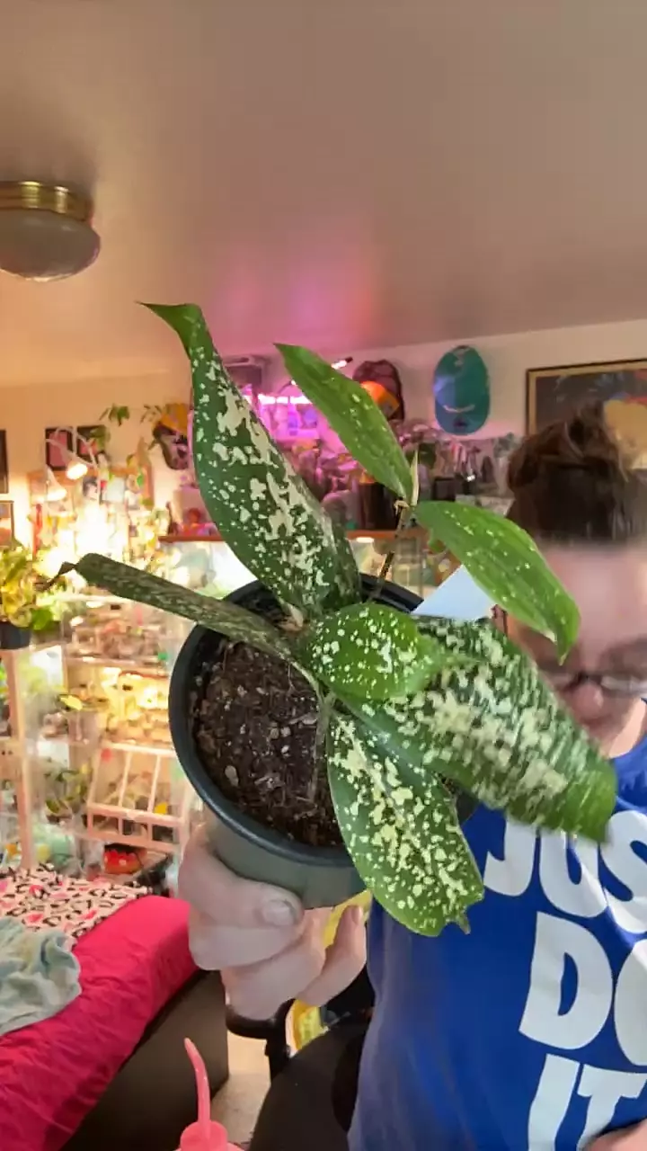 plant/Florida beauty dracaena-0