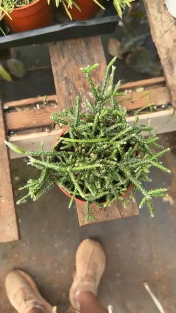 plant/pilocarpa 4”-0-thumbnail