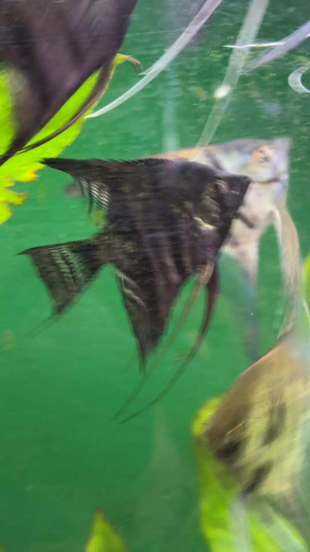 plant/avatar Angel (SAME DAY AIR NEEDED)-0