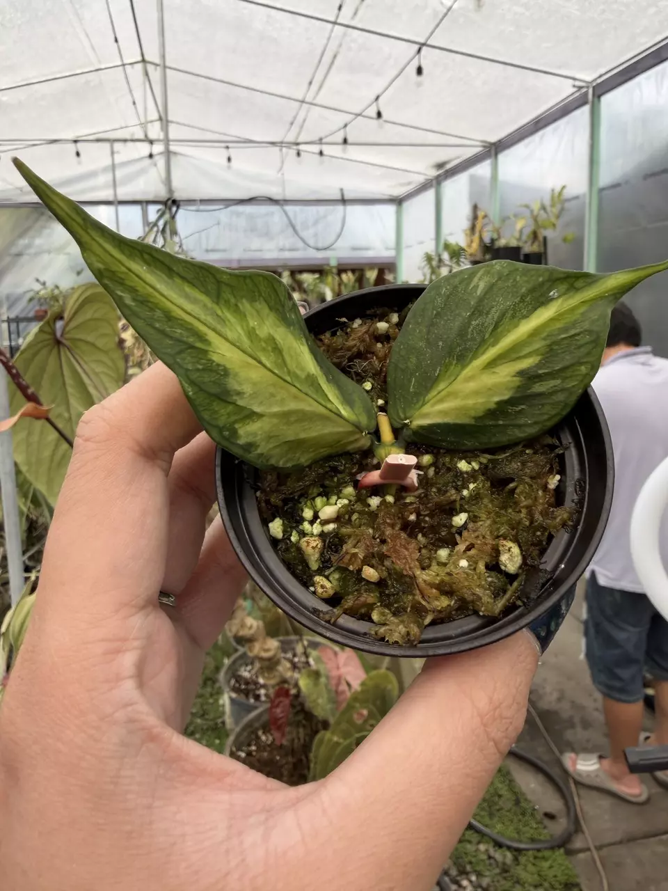 plant/Hoya Polyneura Jaminska mutated inner var splash-0