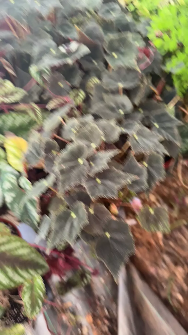 plant/black velvet-0