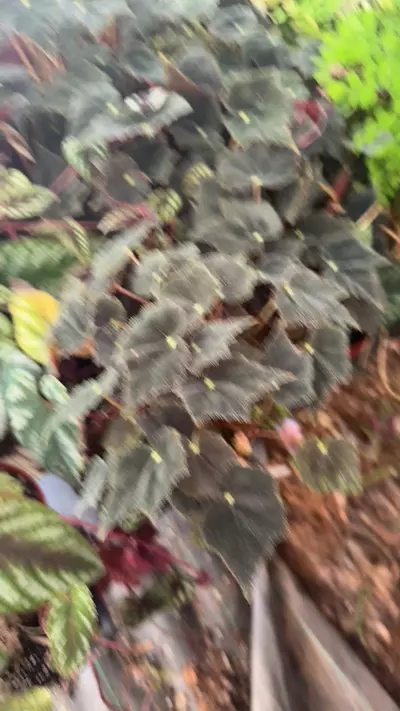 plant/black velvet-0-thumbnail