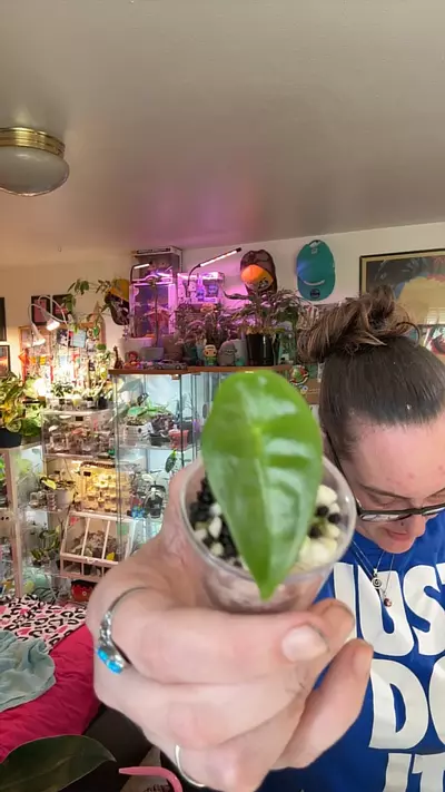 plant/Onid pup alocasia-0-thumbnail