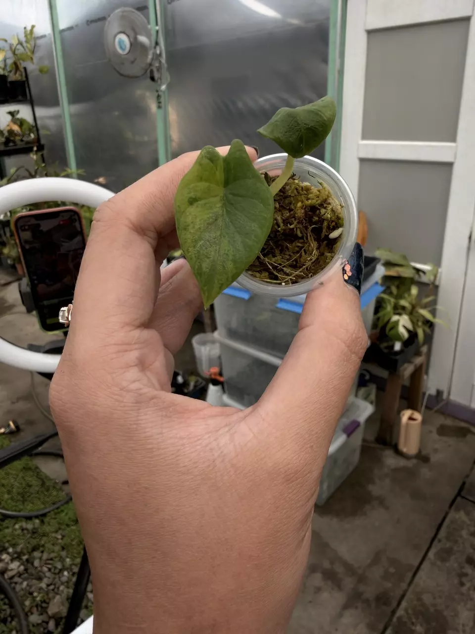 plant/scalprum aurea corm grown-0