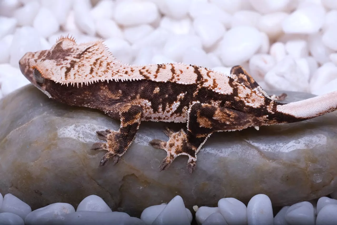 plant/SPFR08 - Pores 13.8 g out of Sparkle x FREZZA-0