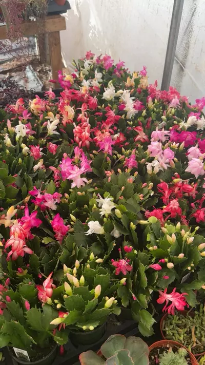 plant/thanksgiving-0-thumbnail