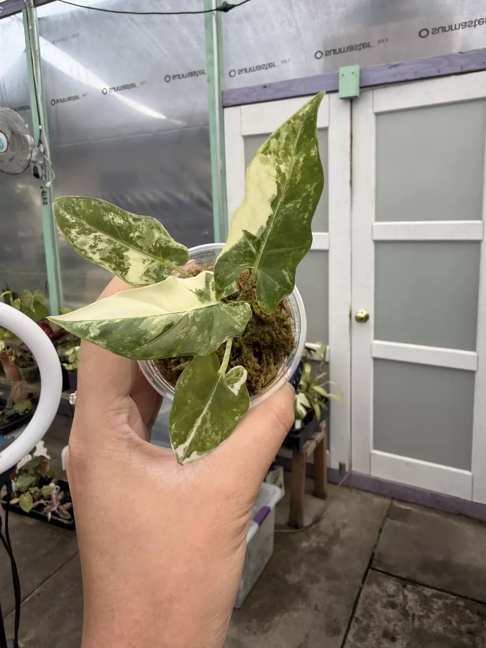 plant/Alocasia lauterbachiana albo AL2-0