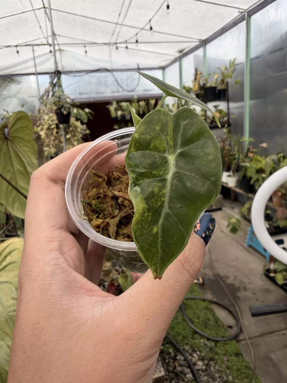 plant/alocasia poly aurea-0