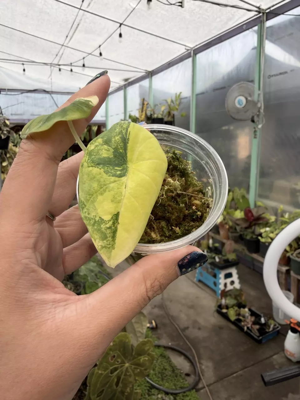 plant/alocasia nebula aurea AL3-0