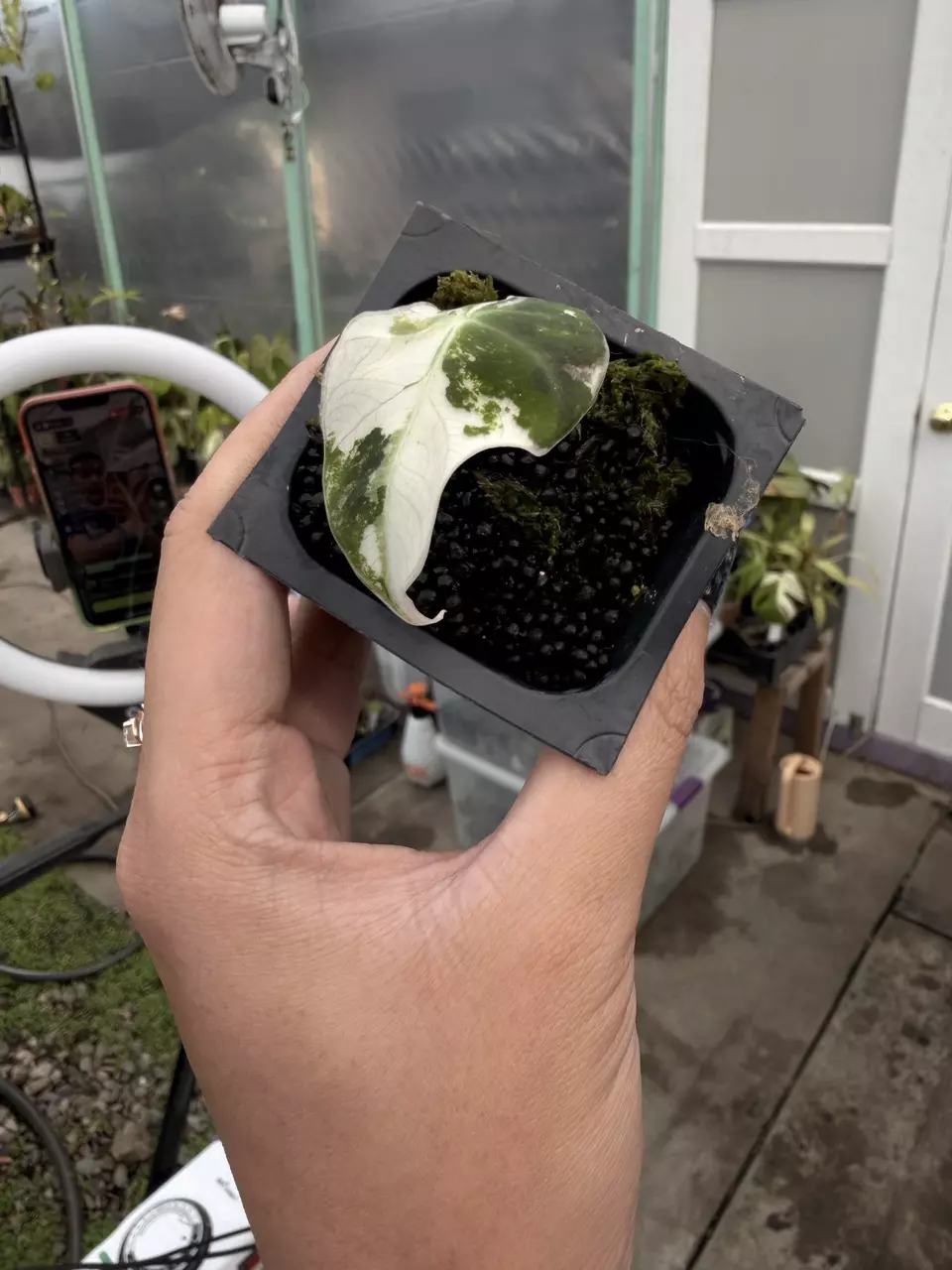 plant/RAID TRAIN SPECIAL: black velvet pink-0