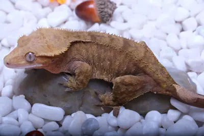 plant/Babylon - 45 grams proven female orange tiger by The Urban Reptiles-0-thumbnail