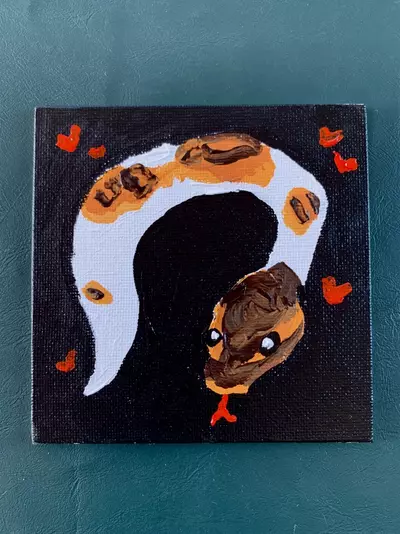 plant/Pied Ball Python-0-thumbnail