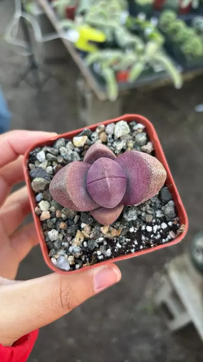 plant/Pleiospilos Nelii 'Rubra' Royal Flush-0-thumbnail