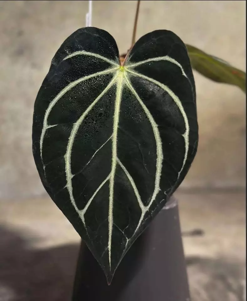 plant/anthurium Carla og4 x pm6 #3-2