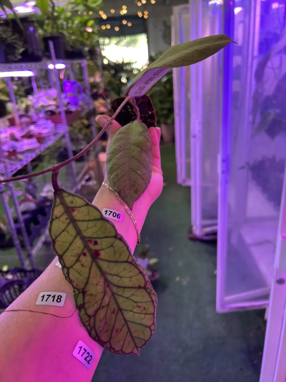 plant/1706 hoya Sabah-0