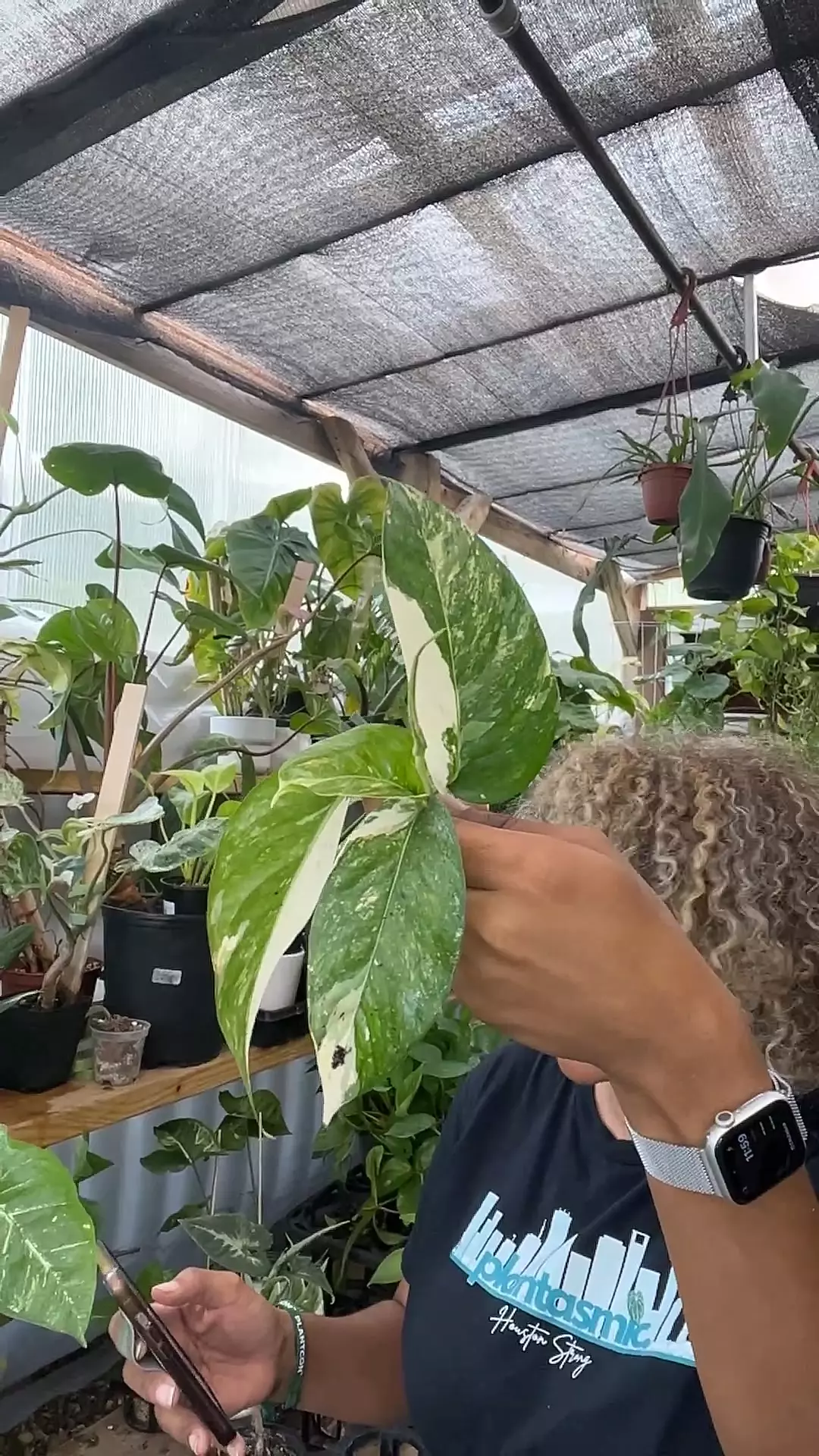 plant/epi albo cuttings growers choice-0