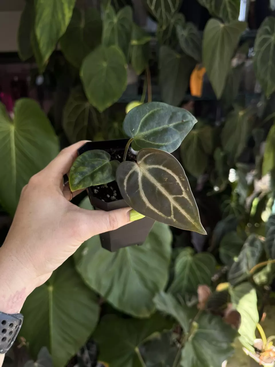 plant/anthurium Carla og4 x pm6 #3-0