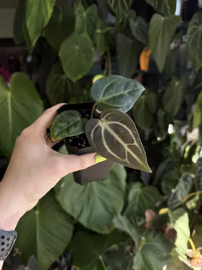 plant/anthurium Carla og4 x pm6 #3-0-thumbnail