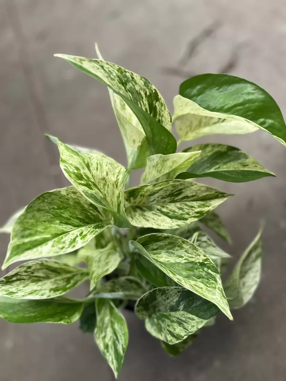 plant/snow Queen Pothos 4 inch-0
